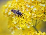 Bug On A Yellow Flower_53617